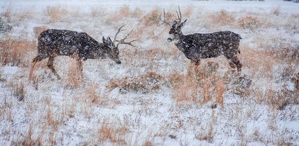 Mule Deer Bucks graze in snowstorm-Wyoming